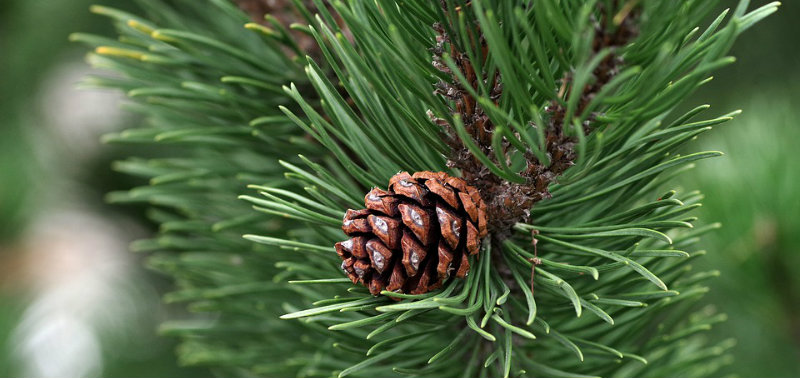 Cientos de escolares reforestan parajes de Alcoy con pino